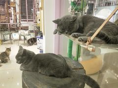-70cat德文卷毛猫·缅因猫纯种猫舍