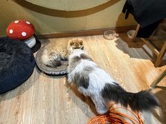 -白兔子密室(长寿路店)