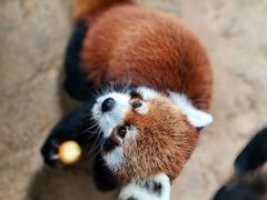 -石家庄市动物园