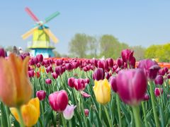 -北京国际鲜花港