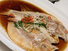 清蒸红星斑-华盛丰温州大排档(东三环南路店)