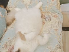-柚子猫舍·精品猫舍购猫·猫咪认养·购宠·宠物店
