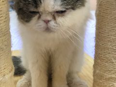 -喵园·猫主题咖啡厅·撸猫·猫咖(国贸店)