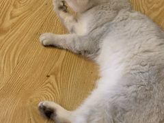-萌喵咖啡屋(人民东路4号口M16商铺店)