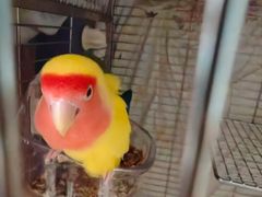 -立德异宠动物医院.兔鸟爬.内窥镜(天河店)
