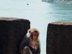 -白帝城·瞿塘峡景区