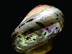 -青岛贝壳博物馆