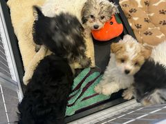 -有喵·猫咖·狗咖·30几只猫10只小狗(岗厦店)