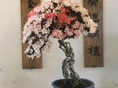 -东平国家森林公园