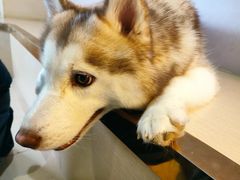 -Husky Go! 哈士奇体验馆·宠物咖啡厅狗咖