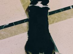 -猫色咖啡·猫咖