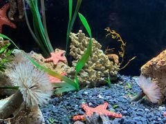 -悉尼海洋生物水族馆