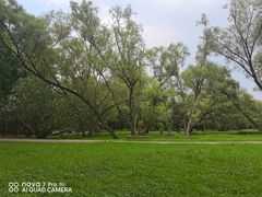 -上海共青森林公园