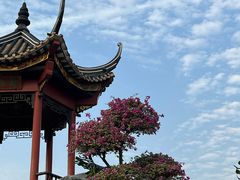 -顺峰山公园
