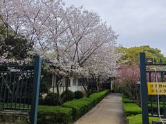 -庐山风景名胜区-东林大佛