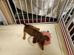 -翊宠yipet猫狗购宠庄园犬舍•猫舍