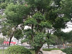 -武汉市第一初级中学(前进校区)