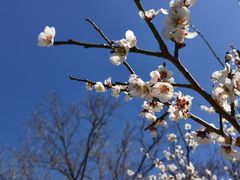 -梅花山(明孝陵内)
