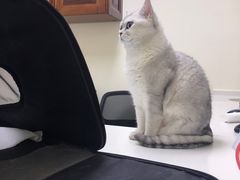 -美联众合动物医院·24h转诊中心