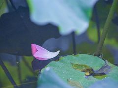 -陈家山荷花公园