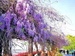 -幕燕滨江·长江观音景区