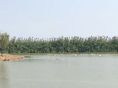 -泗洪洪泽湖湿地景区