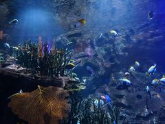 -迪拜帆船酒店海底餐厅