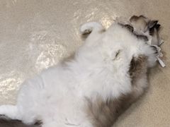 -藏猫猫咖啡主题馆(中央大道店)