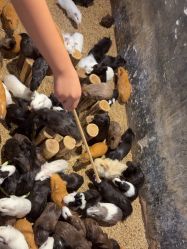 -酷嗒动物文化乐园(cutezoo西溪乐天城店)