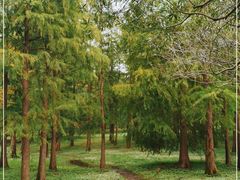 -上海共青森林公园