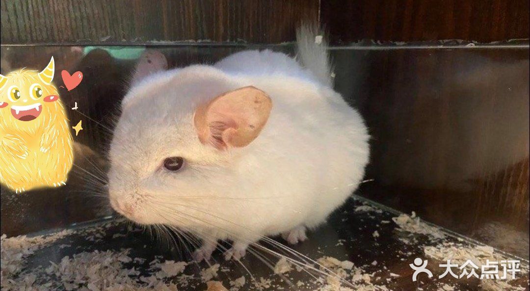 六一带娃去喂小动物吧／团单很优惠哦!