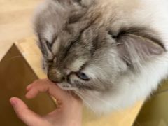 -有喵·猫咖·狗咖·30几只猫10只小狗(岗厦店)