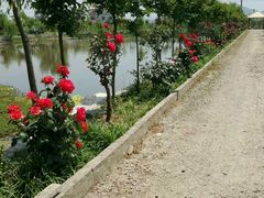 -同銮特种养殖场·龙虾垂钓