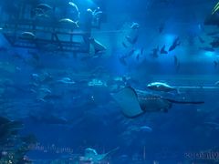 -迪拜水族馆及水下动物园