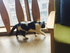 -猫咖时代(中山亭店)