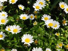 -徐家汇源景区-衡山公园