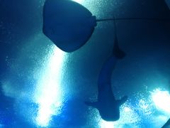 -珠海横琴长隆《卡卡虎奇遇记》