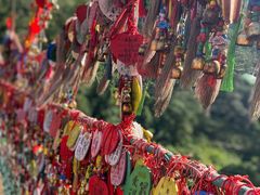 -西双版纳原始森林公园