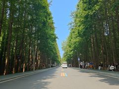 -日照海滨国家森林公园