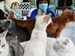 -猫小院猫主题餐厅(南锣旗舰店)