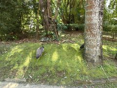 -云南勐巴娜西珍奇园