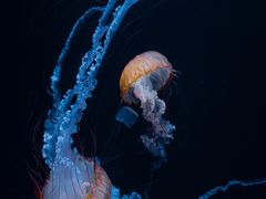 -欢乐海岸海洋奇梦馆