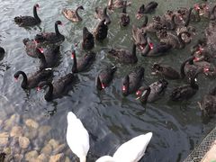 -长白岛森林公园