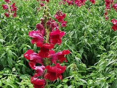 -天适樱花悠乐园