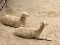 -青藏高原野生动物园