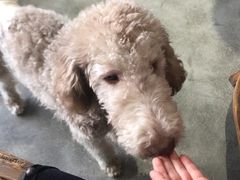 -more than meow吴止猫主题餐厅(承德 中船汇店)