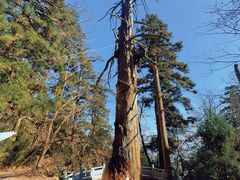 -天目山大树王景区