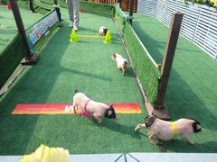 -芜湖新华联大白鲸海洋公园