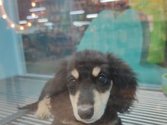 -FAELING PETS美天灵宠物(合生汇店)