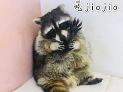 -浣熊柯尔鸭土拨鼠·电玩咖